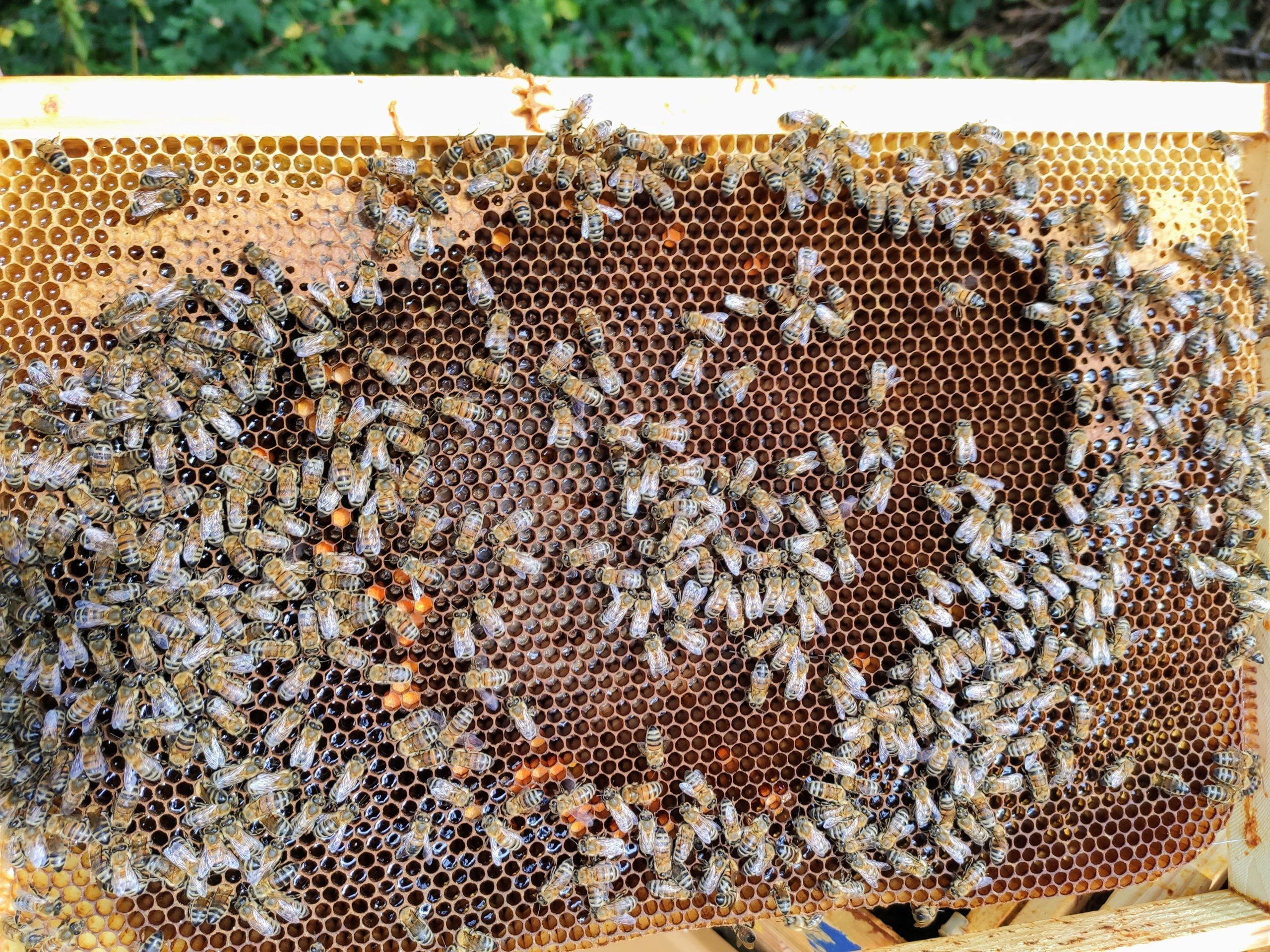 cadre centre ruche avant hivernage